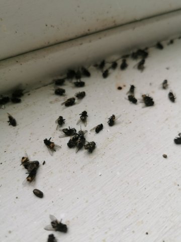 Désinsectisation, traitement contre une infestation de mouches à Amilly