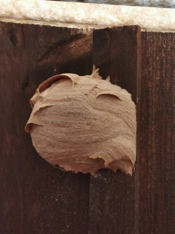 Destruction d'un nid de frelons asiatiques à Charny Orée de Puisaye