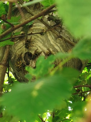 Détruire un nid de guêpes dans l'Yonne 