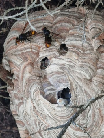 Destruction d'un nid de frelons asiatiques à Auxerre 