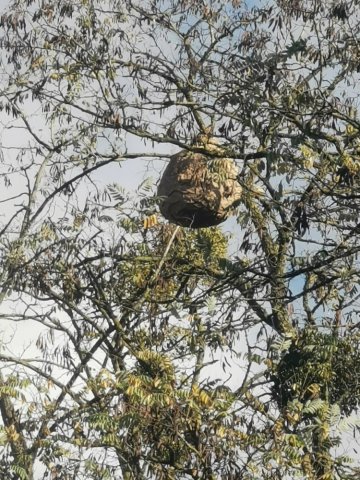 Destruction nid de guêpes à Charny 