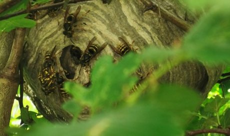 Traitement d'un nid de guêpes à Saint-Fargeau
