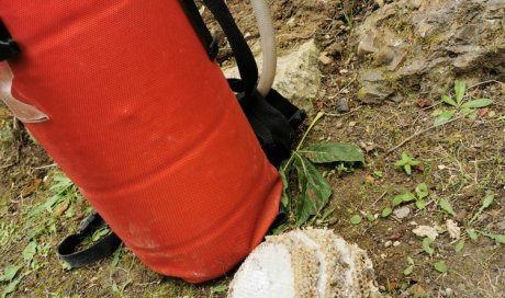Détruire un nid de guêpes à Charny