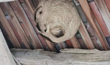 NGAN entreprise de désinsectisation dans l'Yonne, traitement d'un nid de frelons asiatique à Bléneau