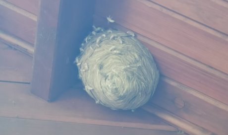 Comment détruire un nid de guêpes 
