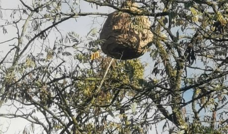 Destruction nid de guêpes à Charny 